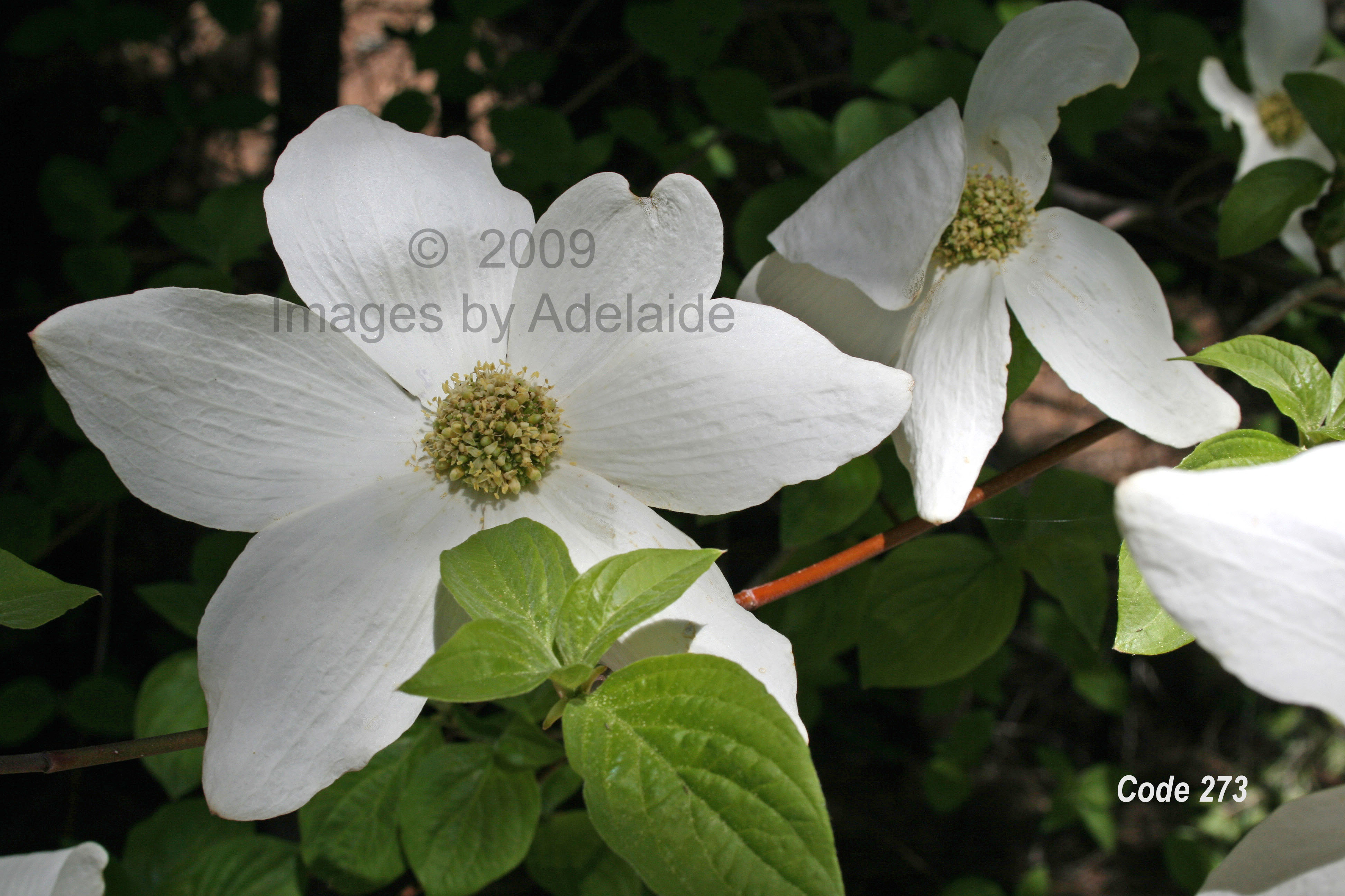 Dogwood Flowers